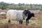 Moorland sheep Heidschnucke and young lamb in Luneburg Heath near Undeloh and Wilsede, Germany