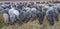 Moorland Sheep Herd,Lueneburg Heath,Lower Saxony,Germany