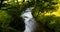 Moorland stream with sunlight through foliage, leaves and branches