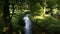 Moorland stream with sunlight through foliage, leaves and branches