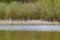 Moorland water pool with gold colored grass and fresh green foliage trees in the background reflecting on the water