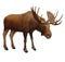 Moose. Adult male elk.Isolated realistic illustrat