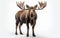 Moose Against White Backdrop -Generative Ai