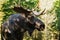 Moose (Alces alces)