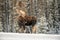 Moose Alces alces in Jasper National Park, Alberta, Canada