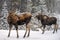 Moose Alces alces in Jasper National Park, Alberta, Canada