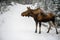 Moose Alces alces in Jasper National Park, Alberta, Canada