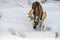 Moose Alces alces in Jasper National Park, Alberta, Canada