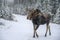 Moose Alces alces in Jasper National Park, Alberta, Canada