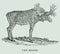 The moose alces alces in profile view. Illustraion