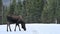 Moose Alces alces on the  road licking the salt from the icy, snowy road, Alberta, Canada