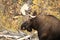 Moose & x28;Alces alces& x29;, Yukon Territory, Canada