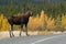 Moose along the alaska highway