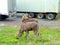 Moose along a road in Newfoundland