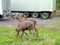 Moose along a road in Newfoundland