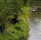 Moose along the shore in Grand Teton National Park, Wyoming