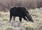 Moose Amid Sagebrush in Early Spring