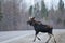 Moose Animal Stock Photos. Moose animal crossing the highway