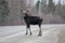 Moose Animal Stock Photos.  Moose animal crossing the highway looking at the camera