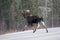 Moose Animal Stock Photos. Moose animal crossing the highway. Moose antlers. Portrait. Picture. Image. Photo