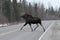 Moose Animal Stock Photos. Moose animal crossing the highway with road and trees background