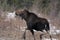Moose Animal Stock Photos.  Moose Animal profile view in the winter season