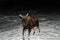 Moose Animal Stock Photos.  Moose Animal profile view in the winter season