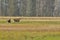 Moose, animals running on weet meadow. Autumn