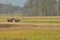 Moose, animals running on wet meadow. Autumn