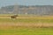 Moose, animals running on wet meadow. Autumn