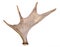 Moose antler isolated on the white