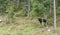 Moose or antler in norway