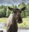 Moose or antler in norway