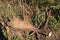 Moose antler shed