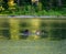 Moose Antlers Above Water