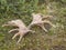 Moose antlers lying on the ground with moss and arctic shrubs at Swedish Lapland