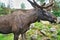 Moose with antlers in Scandinavia. King of the forests in Sweden. Largest mammal