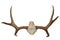 Moose antlers on white background