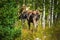 Moose in the Aspen Trees Colorado