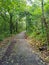 moose asphalt tree jungle forest rain green leafes sun over street road path north chiang mai thailand autumn move