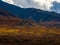 Moose in the Autumn Tundra, Mountain Landscape, Denali National Park