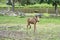 Moose baby in motion on a meadow. Young animal from the forest. King of the forest