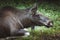 Moose in Bialowieza National Park