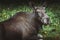 Moose in Bialowieza National Park