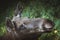 Moose in Bialowieza National Park