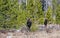 Moose Breeding Pair in a Mountain Meadow