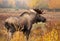 Moose Bull, Alaska, USA. standing in a fall colour meadow