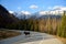 Moose bull Alces alces crossing the road in Kootenay National Park, British Columbia