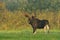 Moose bull with big antlers