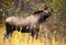 Moose Bull with big antlers eating, Male, Alaska, USA